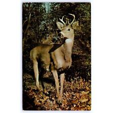 White Tailed Deer autumn leaves woods color posted 1979 Postcard 00707 picture
