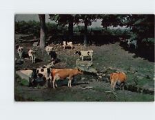 Postcard Pastoral Scene picture