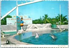Postcard - Dolphins at Seafloor Aquarium - Nassau, Bahamas picture