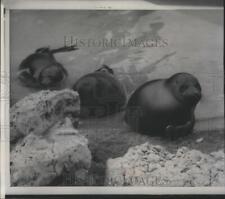 1959 Press Photo Seals - spa74782 picture