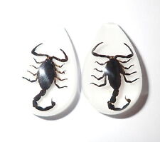 Cabochon Black Scorpion Pear Shape (cut top) 33x22 mm White Bottom 2 pcs Lot picture