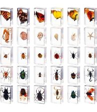 30 Pcs Insect in Resin Specimen Bugs Collection Paperweights Various Real Bug picture