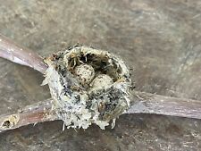 Hummingbird's Nest Natural Genuinely Real Abandoned Nest on Branch Faux Egg picture