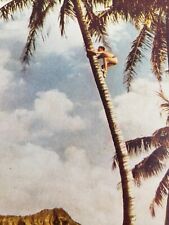 C 1950s Palm Tree Climber Coconuts Waikiki Diamond Head HI Wesco Color Postcard picture