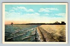 Jamestown Island VA, Cypress Tree, Sea Wall, Virginia Vintage Postcard picture