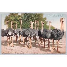 Postcard TX San Antonio Ostrich Farm picture