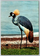c1970s African Birds Crested Crane Vintage Postcard picture