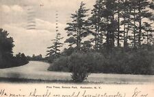 Vintage Postcard 1906 Pine Trees Seneca Park Roadway Rochester New York RNC Pub. picture