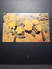 Landscape Postcard Prickly Pear Cactus Brightened the desert picture
