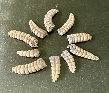 Lot Of 10 Rattlesnake Rattles From The 1950s & ‘60s Real & Authentic 1.25-2.25” picture