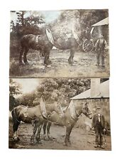 Pair of Antique Cabinet Card Photo's of Scottish Heavy Horse and Men. picture