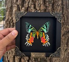 Madagascan Sunset Moth Frame Display Taxidermy Butterfly Shadow Box Gift For Her picture