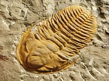 Big 100% NATURAL Hamatolenus Trilobite Fossil Anif Morocco 740gr picture