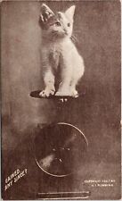 C.1909 Adorable Kitten On Scale GAINED ANY SINCE ? Robbins Cat Postcard 818 picture