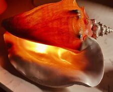 Vintage QUEEN Conch Shell Lamp Night Light Accent Light picture