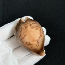 Barycypraea fultoni, 63mm, rare, cowrie seashell collection, nice unique pattern picture