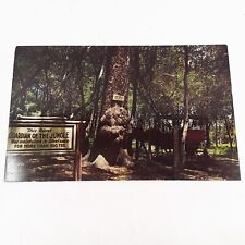 Jungle Drive Suwannee River Florida OLD MAN RIVER 300 Yr Old Tree Postcard c1951 picture