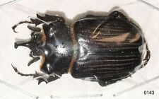 Scarabaeidae Trichinae Pantodinus klugi 28mm A1 from GUATEMALA - #0143 picture