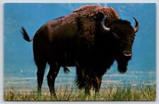 Buffalo Animal Vintage Postcard picture
