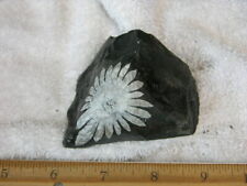 Chrysanthemum Stone with Single natural calcite crystal flower, Daxi CC89 picture