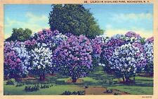 Rochester New York Lilacs in Highland Park Postcard picture