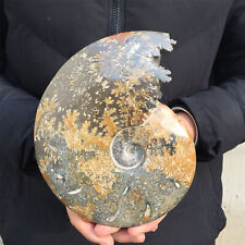 3.16LB natural whole ammonite fossil conch quart crystal specimen healing XL1914 picture