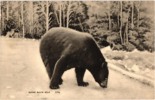 Maine Black Bear in Woods Maine Vintage Postcard picture