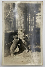 Postcard WI Bear Cubs Captured In Northern Wisconsin RPPC picture