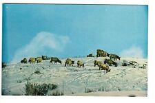 Elk Herd on Winter Range, Wyoming, Circa 1950's Unused  Postcard picture