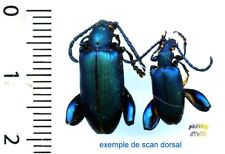 Chrysomelidae - Couple/Pair SAGRA COERULEATA - Entomology. 1604A insect picture
