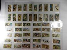 Players Cigarette Cards Birds & Their Young 1937 Complete Set 50 in Pages picture