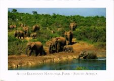 CPM AK Addo Elephant National Park SOUTH AFRICA (1264252) picture