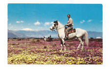 Horse Postcard Desert Wildflowers picture