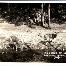 c1930s Rapid City, SD RPPC Cute Wild Deer Doe Buck Real Photo Rise Adorable A164 picture