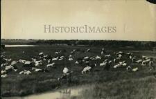 1922 Press Photo Goats & faemers in New Mexico picture