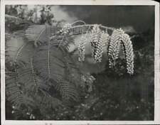 1949 Press Photo Colvillea racemosa plant - lra82251 picture