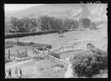 Shipping Lambs to Denver,Cimarron,Colorado,CO,Montrose County,1940,FSA,7 picture