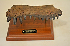 Museum Quality Fossil Alligator Jaw Display with 12 Teeth picture