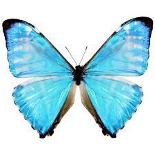 Morpho zephyritis ONE REAL BUTTERFLY BLUE UNMOUNTED WINGS CLOSED picture