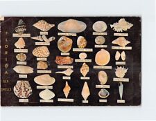 Postcard Shells Found Along the Coasts of Florida USA picture