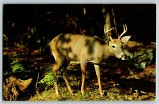 Vtg NY Mighty Buck Deer Greetings from Hopewell Junction New York Postcard picture