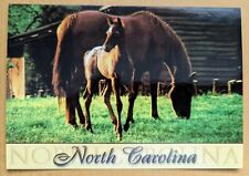 Postcard NC: Horses, North Carolina  picture