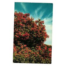 Vintage Postcard California Holly Toyon Berry Plant Photinia Arbutifolia picture