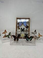 5 Butterfly Specimens Collection Framed Taxidermy Display (o1) picture