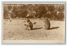 c1920's Gibraltar Rock Apes Monkey USS Pittsburgh RPPC Photo Vintage Postcard picture