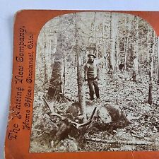 Antique Stereoview Card, Hunters Prize, Bull Moose 1903, 20th Century Series picture