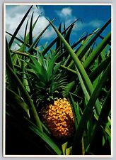 Postcard - Pineapple from Hawaii - circa 1977, Uncirculated, 4x6 (M7m) picture