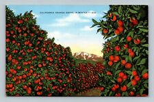 Postcard California Orange Grove in Winter picture