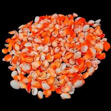 Orange Ark White Shells For Crafts Art Decor Natural Seashell approx. 100 pcs picture