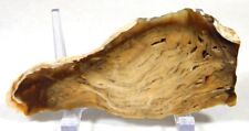 AWESOME TEXAS POCKET ROT PETRIFIED WOOD SLAB MUST SEE picture
